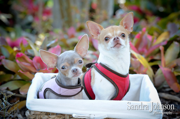 Best Orlando Pet Photographer - Sandra Johnson (SJFoto.com)